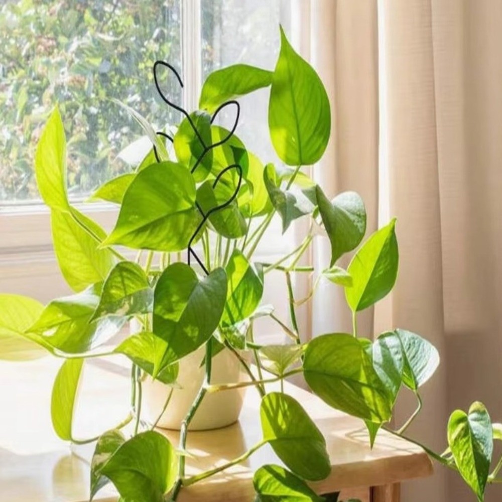 철제 식물 지지대, 수직 재배용 고정 지주, 덩굴 식물 - Bonsai Vertical Garden 리뷰 및 가격