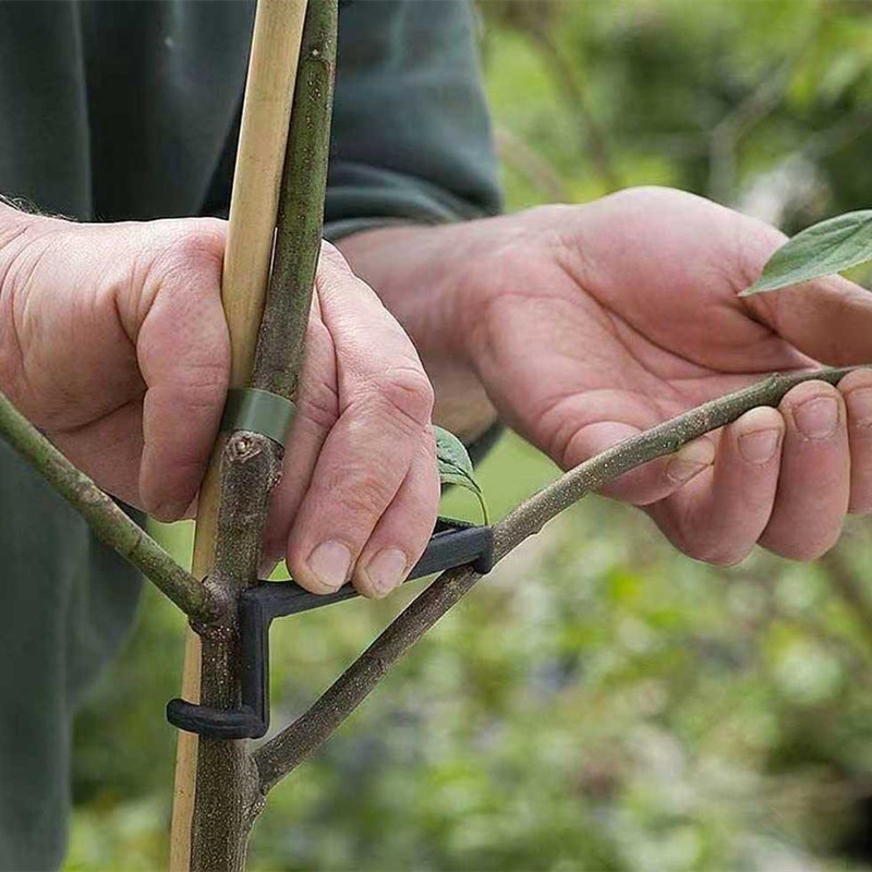 10-30Pcs 과일 나무 클립 식물 덩굴 지원 트위스 - Bonsai Garden Accessories 리뷰 및 가격
