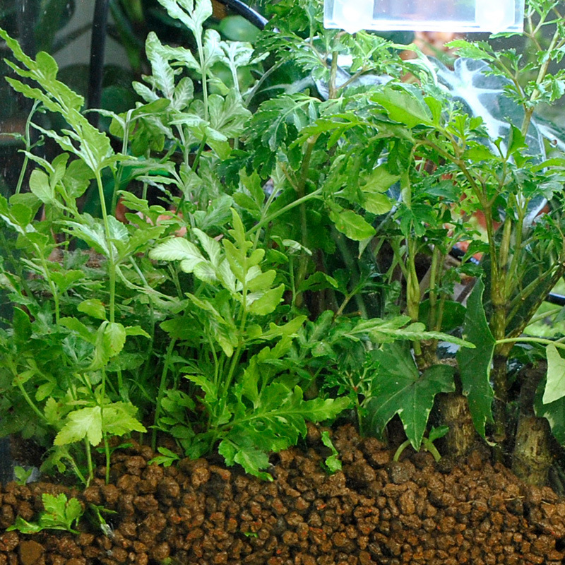 와자바비 아카다마 토양 - 수초 수조용 자연 일본산 입 - Bonsai Soil Akadama 리뷰 및 가격